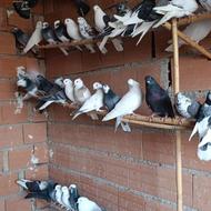 واگذاری کفتر