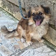 این سگ خوشگل ماده فروشی