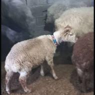 فروش یک عدد بره نر