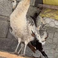 سه عدد طاووس