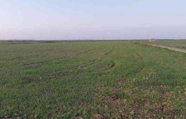 زمین کشاورزی گندم کاشته