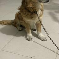 واگذاری سگ گلدن اشپیتز