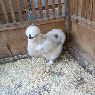 3عدد مرغ خروس زینتی ابریشمی