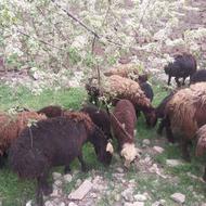 فروش همه نوع گوسفند