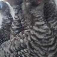 جوجه آمروک 45روزه