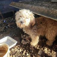 سگ شیتزو کراس واگذاری