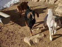 بز بچه 3 عدد در شیپور