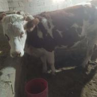 گاو سیمنتال