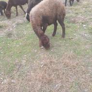 گوسفند میش ابستن 2راس