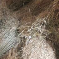 مقداری علوفه خشه یونجه وپرس کلش گندم موجوداست