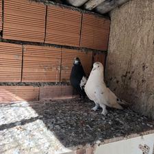 کبوتر پرشی آس