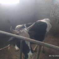 گاو شیری تلم دورگ