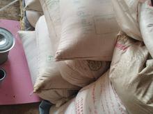 گندم کمباین در شیپور