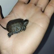 لاک پشت سه سانتی . آفریقایی