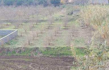 فروش فوری زمین باغی واقع در زیروان