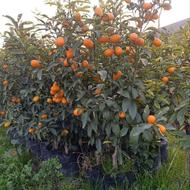 فروش نهال زرشک سیب صنوبر بادام گل رونده