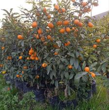 فروش نهال زرشک سیب صنوبر بادام گل رونده