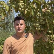 پخش نهال انگور انبه اووکادو انار ازگیل انجیر توت