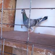 کبوتر مسافتی گرفتنی