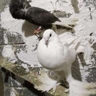 کبوتر بادکنکی با فر