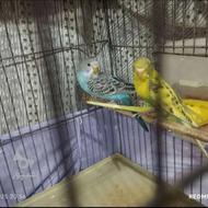 مرغ عشق دوتا نر یه ماده