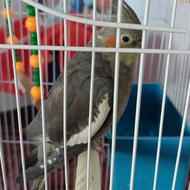 طوطی عروس هلندی ماده رام