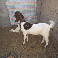 فروش بز کاموری بدون شاخ