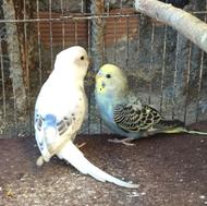 مرغ عشق بالغ سالم و سرحال