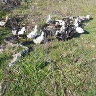 اردک شالیزاری نروماده