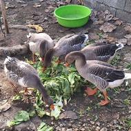 غاز محلی بالغ درشت سرحال