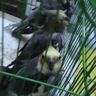 عروس هلندی5