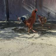 خروس لاری اصیل