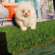 واگذاری سگ توله پامرانین پامر خرسی،، عروسکی،،