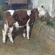 گوساله نر سیمینتال