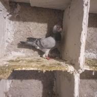 کبوتر رنگی مخصوص پرش