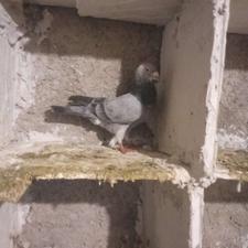 کبوتر رنگی مخصوص پرش