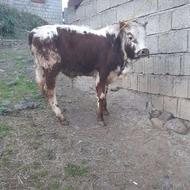 گوساله نر محلی، گاو