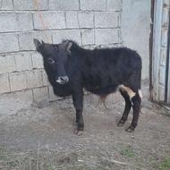 گاو گوساله نر محلی