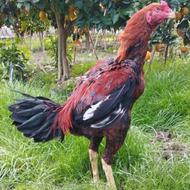 خروس لاری اصیل