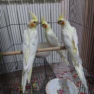 عروس هلندی جوجه نر آماده سخنگو کردن