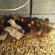 جوجه محلی اصیل کرچ شو سه روزه