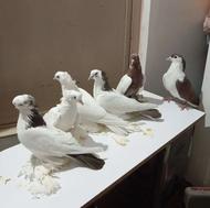 کفتر پاپر اویناخ