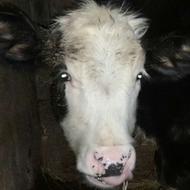 دو رأس گوساله سیمینتال (نر و ماده) قیمت‌عالی