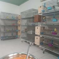 سالن طوطی وو