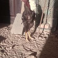 مرغ وخروس لاری