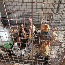 مرغ و خروس محلی