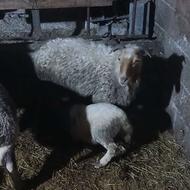 گوسفند بابره کلن زل