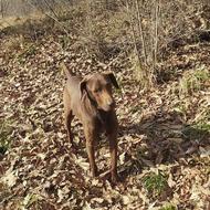 توله شکاری واگذاری