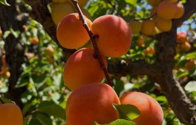 فروش باغ میوه در استانه