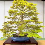 بنسای درخت افرا و نارون برزیلی